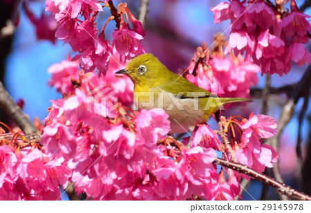White-eye and cherry White-eye and cherry 29145978