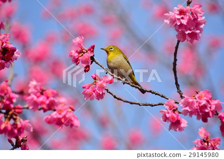 White-eye and cherry White-eye and cherry 29145980
