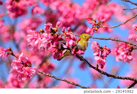 White-eye and cherry White-eye and cherry 29145982