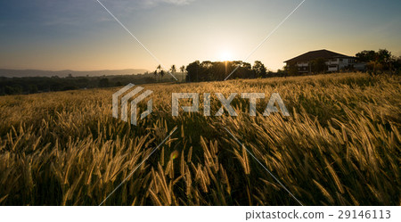 Sunrise in grass field Sunrise in grass field 29146113