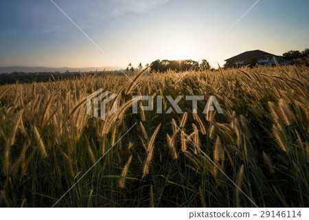 Sunrise in grass field Sunrise in grass field 29146114