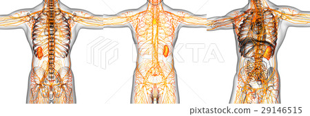 3D rendering illustration of the  lymphatic system 29146515