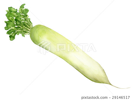 蔬菜插圖字典 29146517