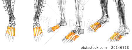 metatarsal bones 29146518