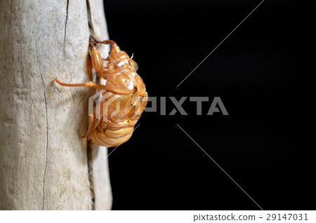 Emergence of cicada Emergence of cicada 29147031