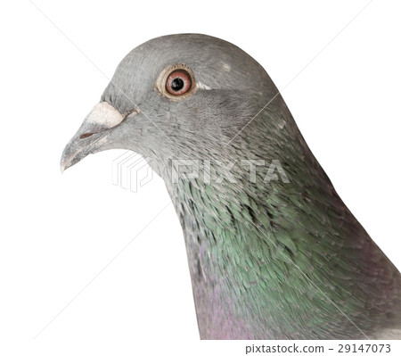 pigeon bird isolate white background pigeon bird isolate white background 29147073
