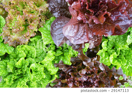 lettuce lettuce 29147113