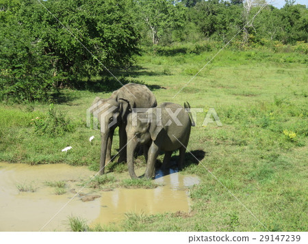 斯里蘭卡大象 29147239