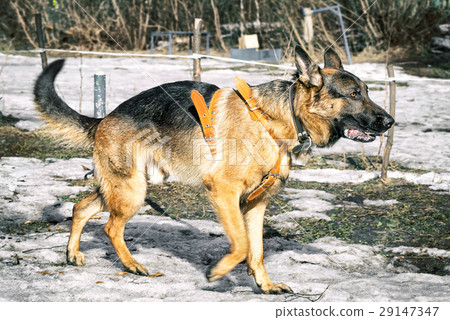 shepherd dog walking outdoor in winter shepherd dog walking outdoor in winter 29147347