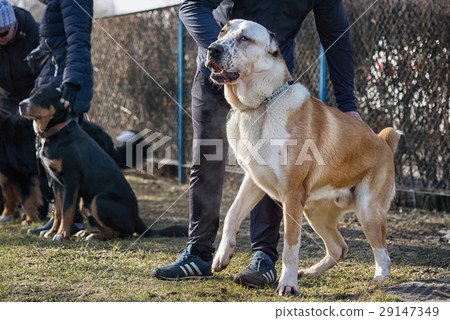 Working out the order to sit 29147349