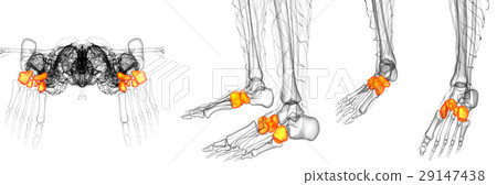 midfoot bone 29147438