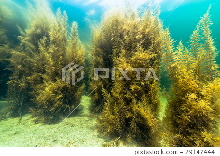 Seaweed from Notojima Seaweed from Notojima 29147444