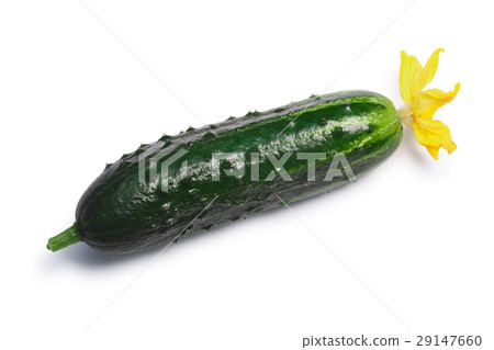 Cucumber gherkin, top view, paths Cucumber gherkin, top view, paths 29147660
