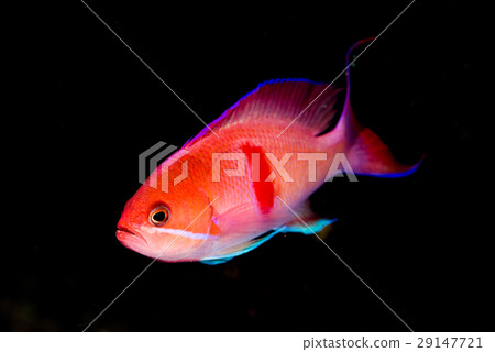 紅芳Hanadai 29147721