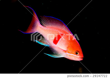 紅芳Hanadai 29147722