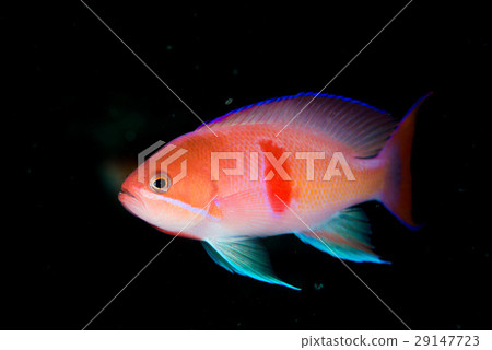 Red fang Hanadai 29147723