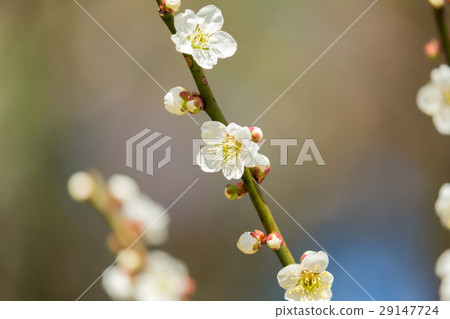 White plum 29147724