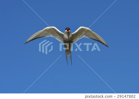 Arctic Tern Flying and making noice Arctic Tern Flying and making noice 29147802
