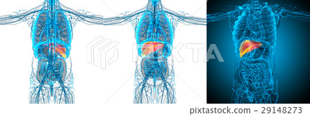 3d rendering medical illustration of the liver 3d rendering medical illustration of the liver 29148273