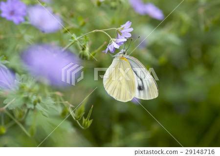 條紋白蝴蝶 29148716