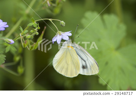 條紋白蝴蝶 29148717