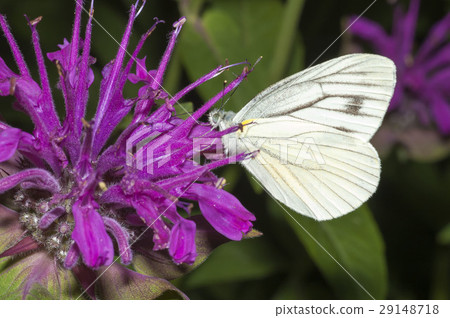條紋白蝴蝶 29148718