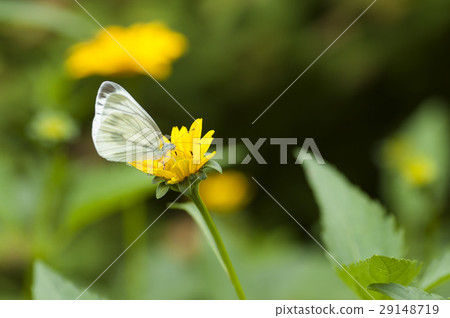 條紋白蝴蝶 29148719