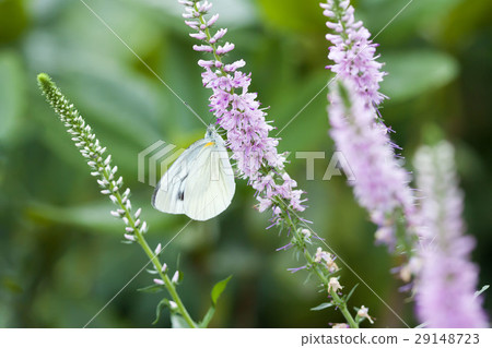 條紋白蝴蝶 29148723