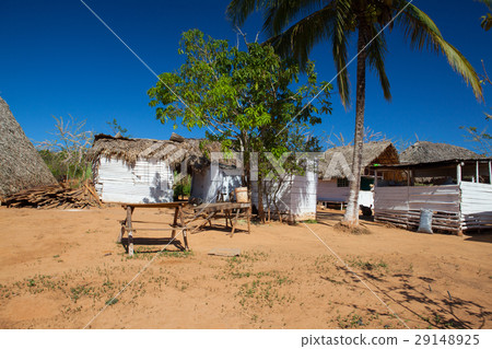 Coffee farm in Cuba 29148925