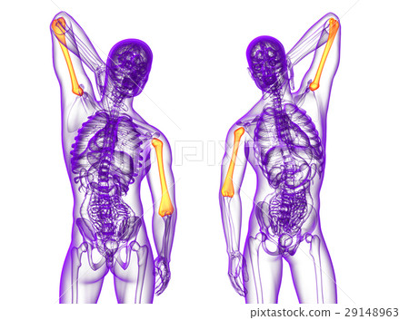 humerus bone humerus bone 29148963