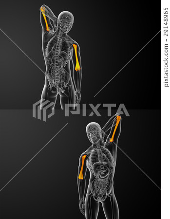 humerus bone 29148965