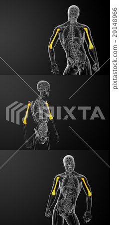 humerus bone humerus bone 29148966