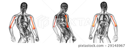 humerus bone humerus bone 29148967