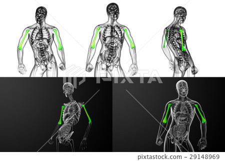 humerus bone humerus bone 29148969