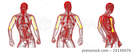 humerus bone humerus bone 29148970