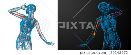 humerus bone 29148972