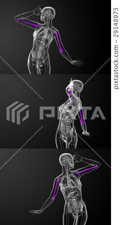 humerus bone 29148973