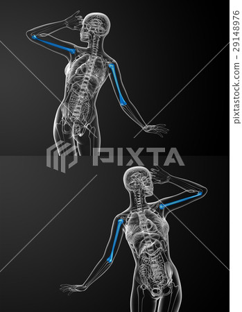 humerus bone 29148976