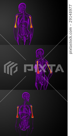 humerus bone humerus bone 29148977