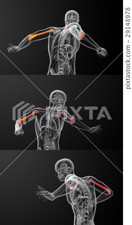 humerus bone humerus bone 29148978