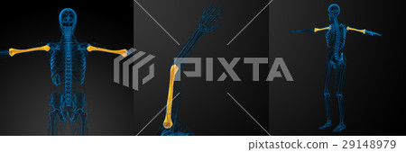 humerus bone 29148979