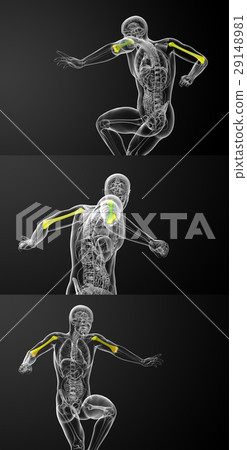 humerus bone humerus bone 29148981