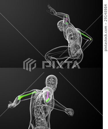 humerus bone 29148984