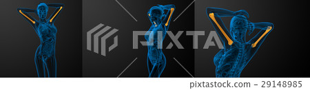 humerus bone humerus bone 29148985