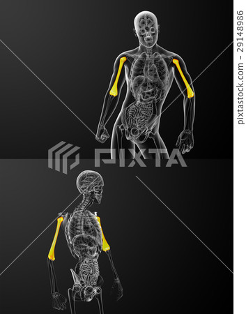 humerus bone 29148986