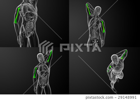 humerus bone 29148991