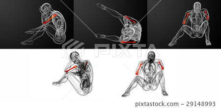 humerus bone humerus bone 29148993