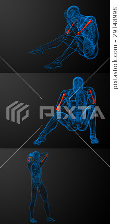 humerus bone 29148998
