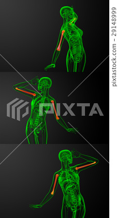 humerus bone humerus bone 29148999