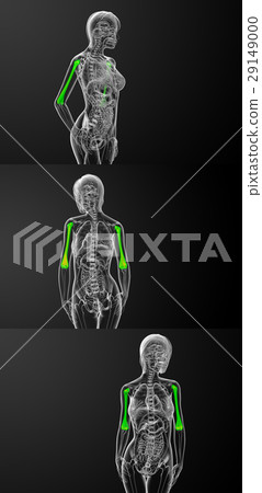 humerus bone 29149000